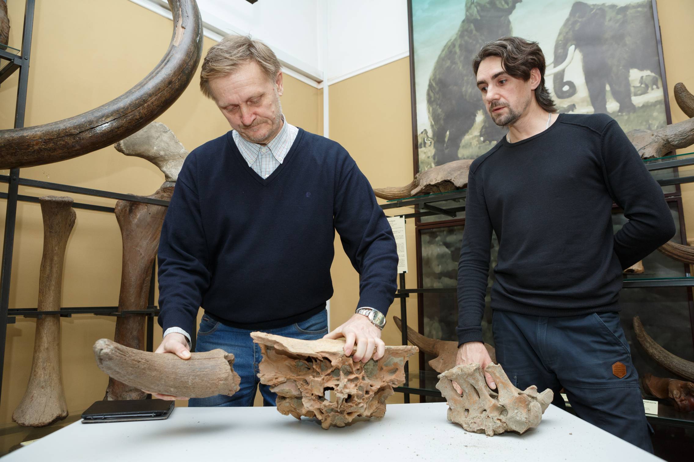 «Кузбассразрезуголь» передал в музей останки древних бизонов 
