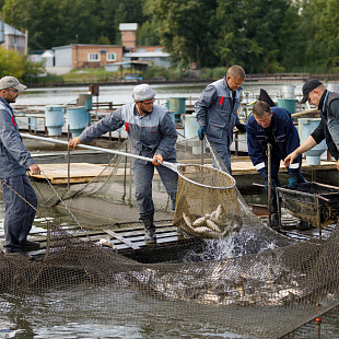 «Кузбассразрезуголь» выпустил в Беловское водохранилище 3,3 тыс. рыб  для очистки водоема